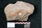 Foto (Objekt + Etikett) von Quercus pseudolonchitis Ettingshausen (NHMW-GEO-2024-0188-7976)
